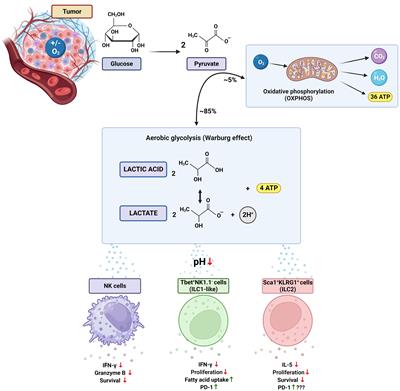 Innate lymphoid cells and tumor-derived lactic acid: novel contenders in an enduring game